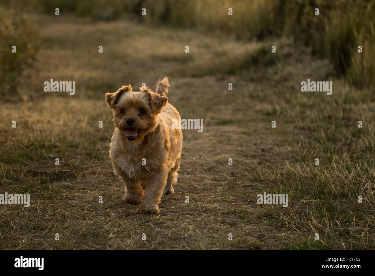 Yorkshire Terrier cross Lhasa Apso Dog out for a walk in the countryside Stock Photo Alamy