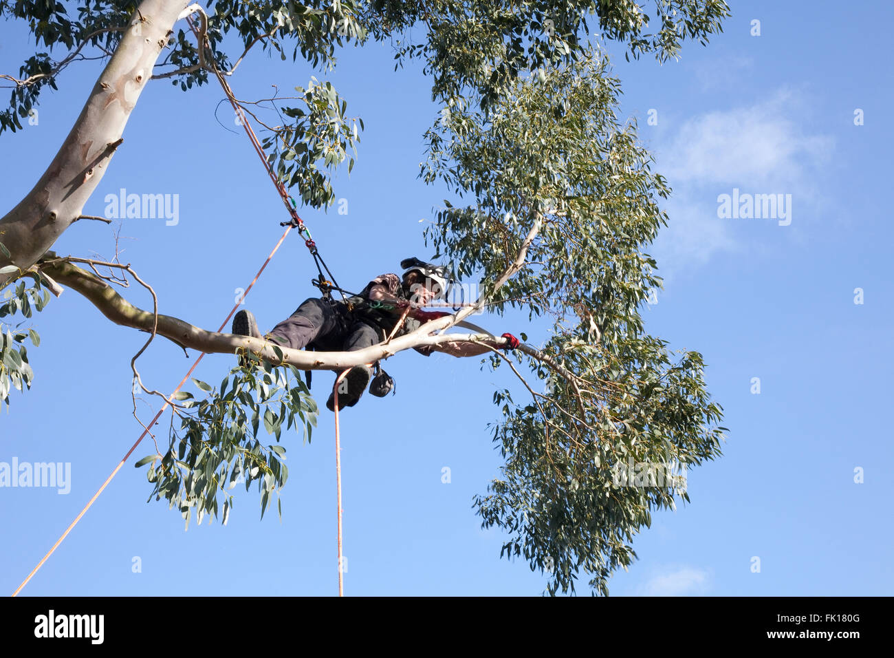 Cutting down eucalyptus tree hires stock photography and images Alamy
