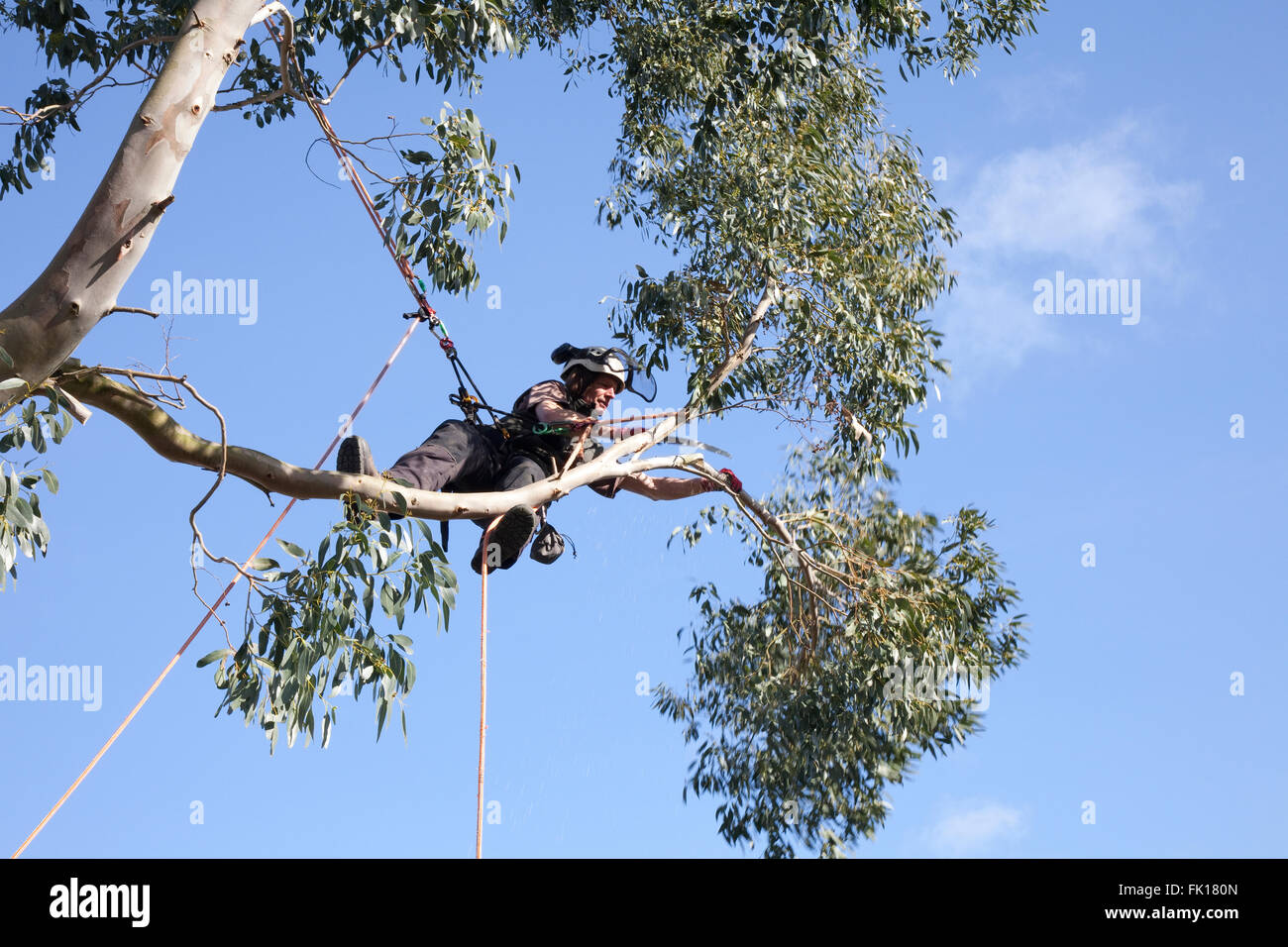 Cutting down eucalyptus tree hires stock photography and images Alamy