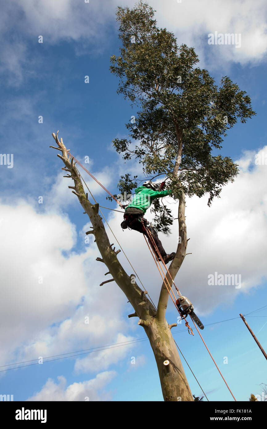 Tree felling Stock Photo