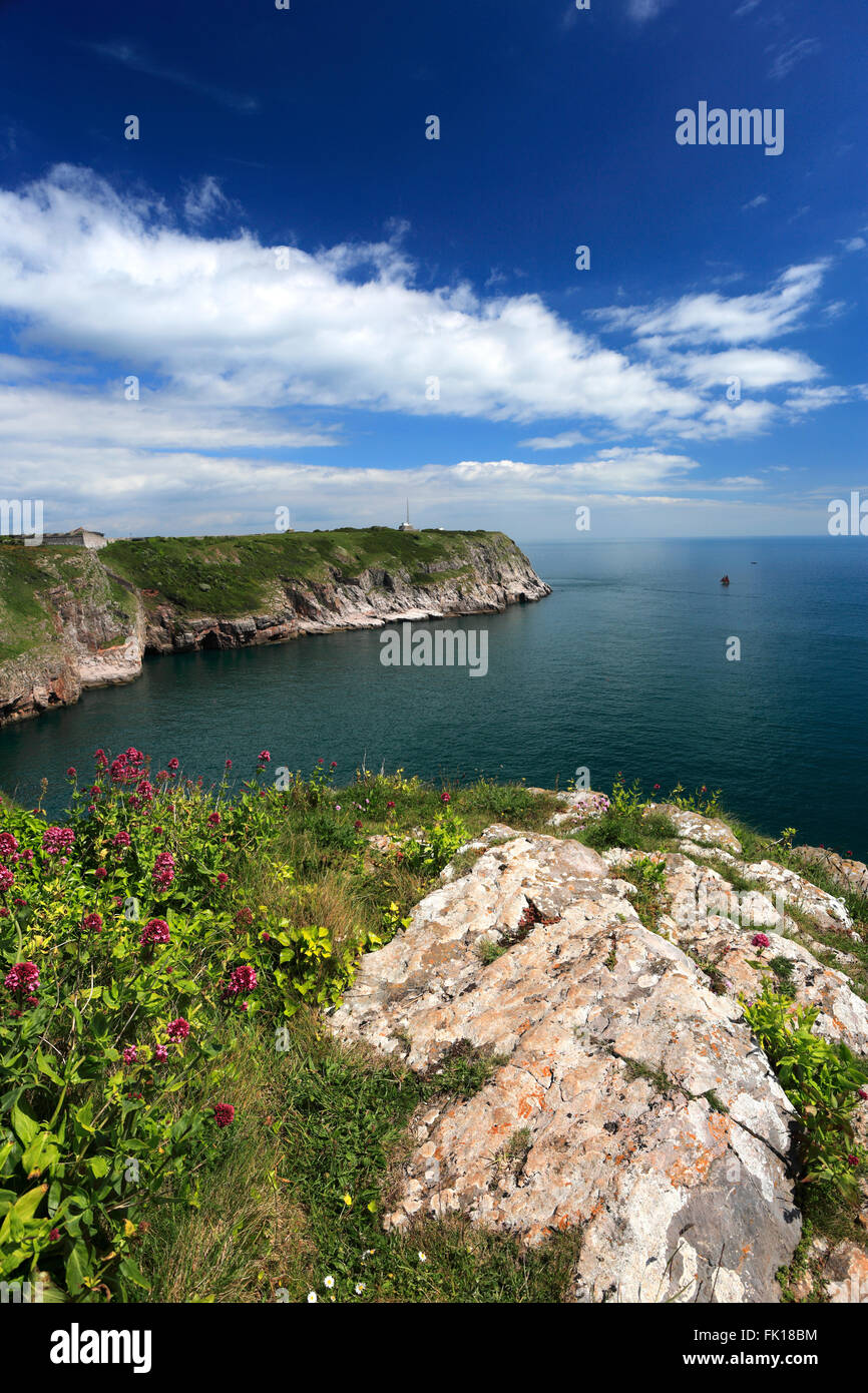 Summer, wildflowers and cliffs at Berry Head National Nature Reserve, Torbay, English Riviera