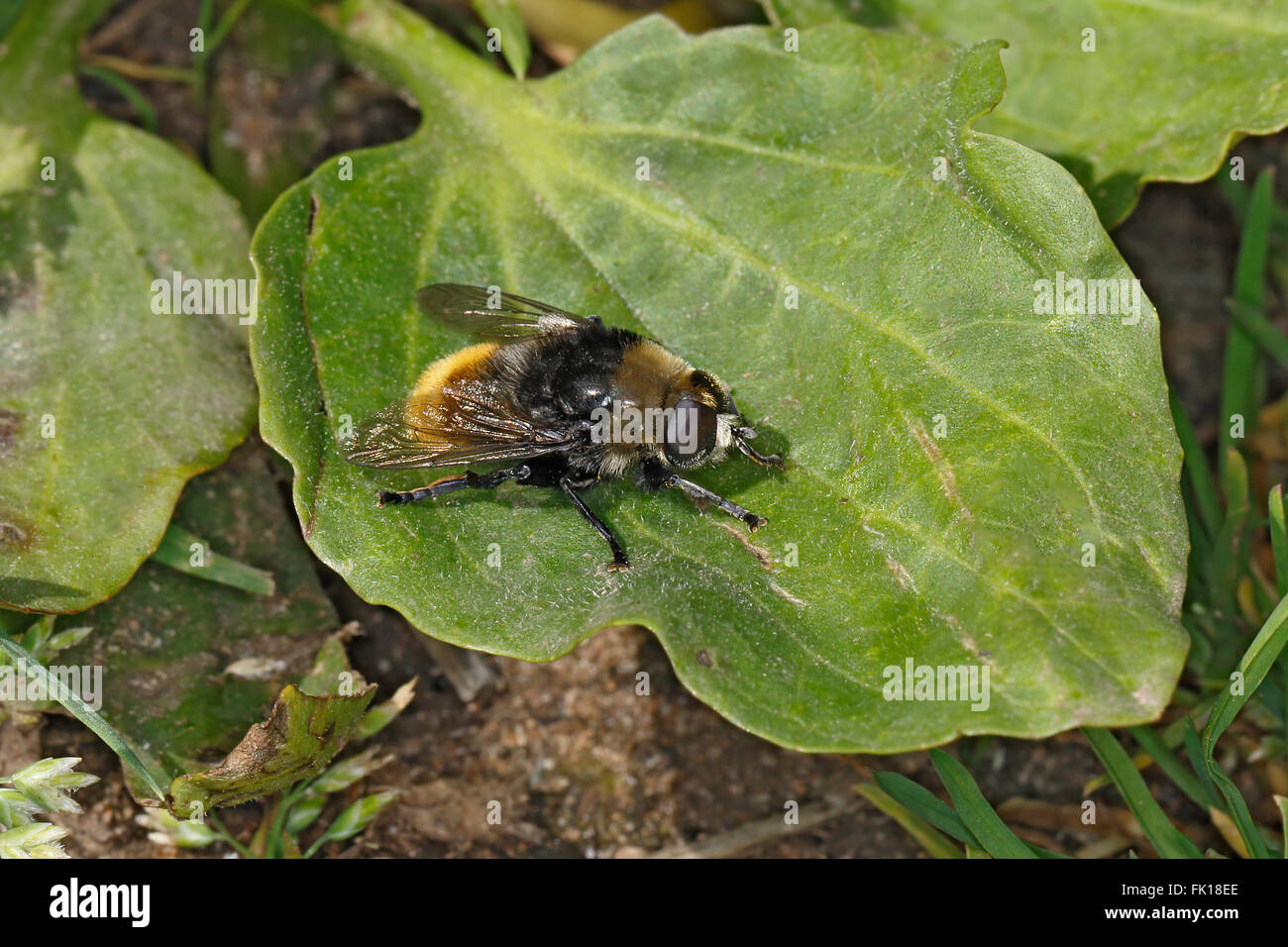 Large Narcissus Fly (Merodon equestris) resting on leaf in meadow Cheshire UK June 1611 Stock Photo