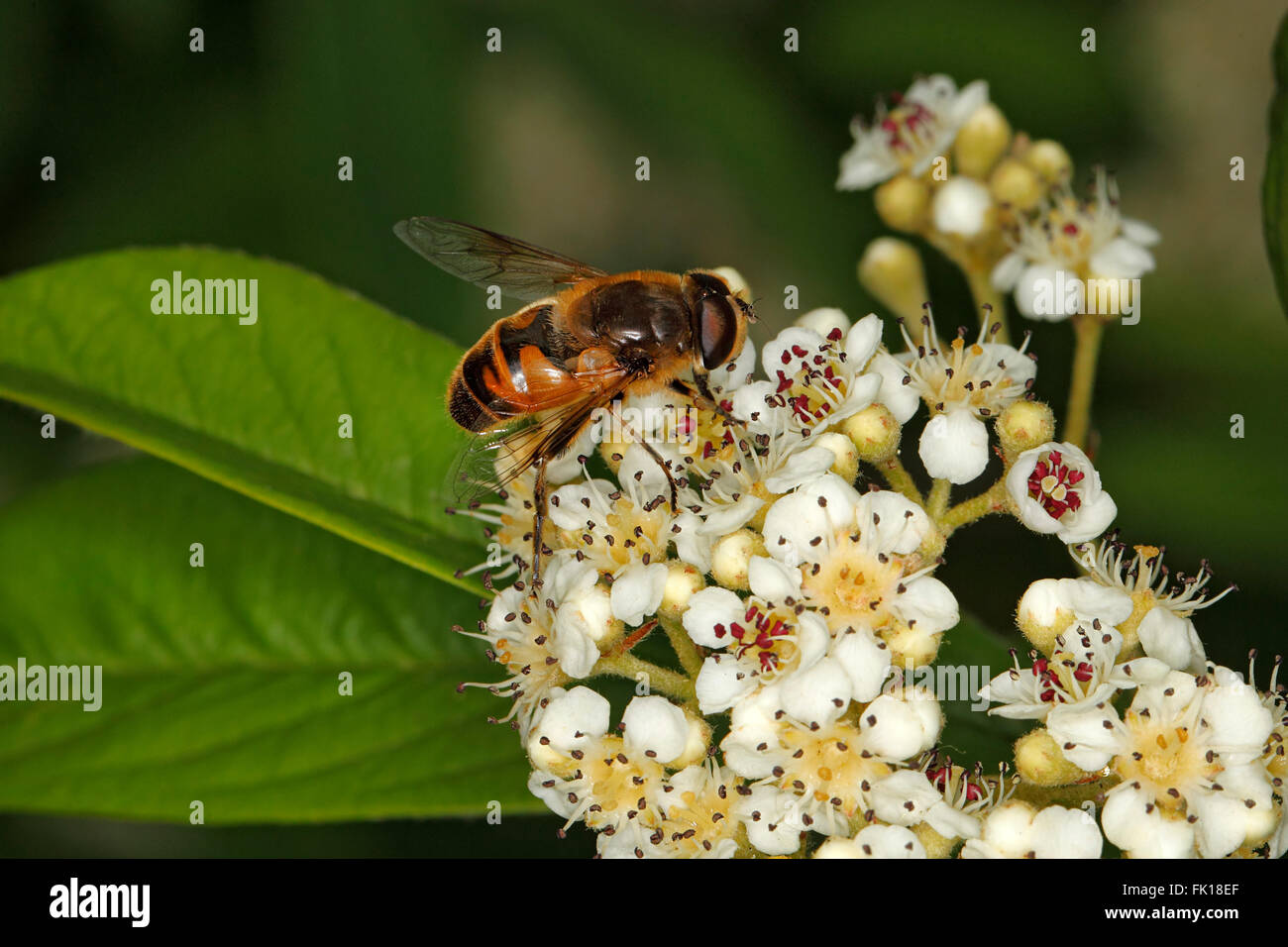 Hoverfly (Eristalis species) feeding on Cotoneaster flowers in garden Cheshire UK July 0173 Stock Photo