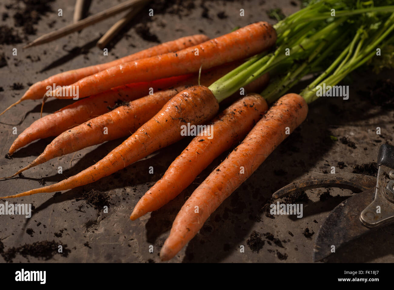vegetable garden's fresh organic carrots bio Stock Photo