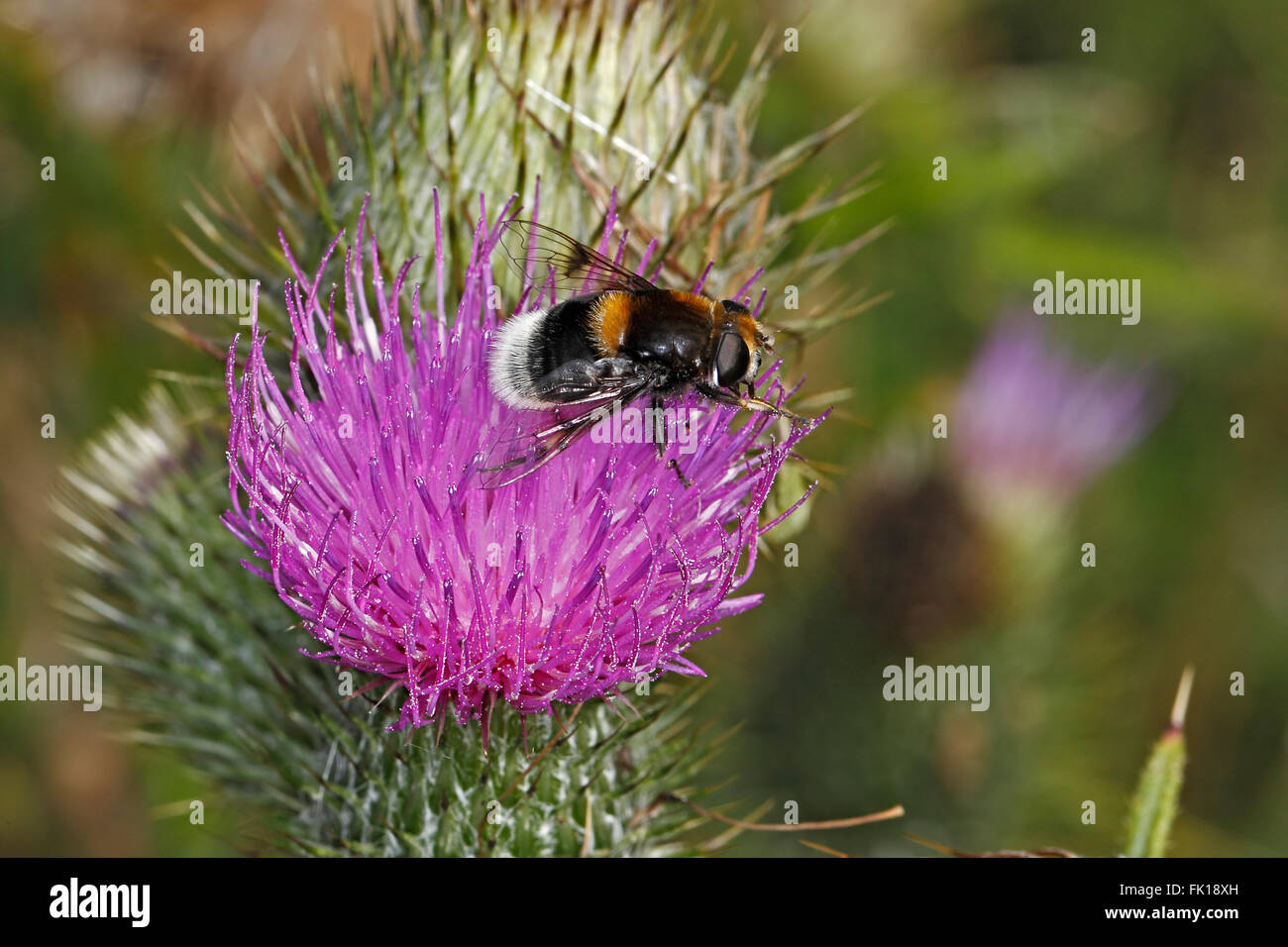 Hoverfly (Eristalis intricarius) female on Thistle flower at edge of farm field Cheshire UK August 2907 Stock Photo