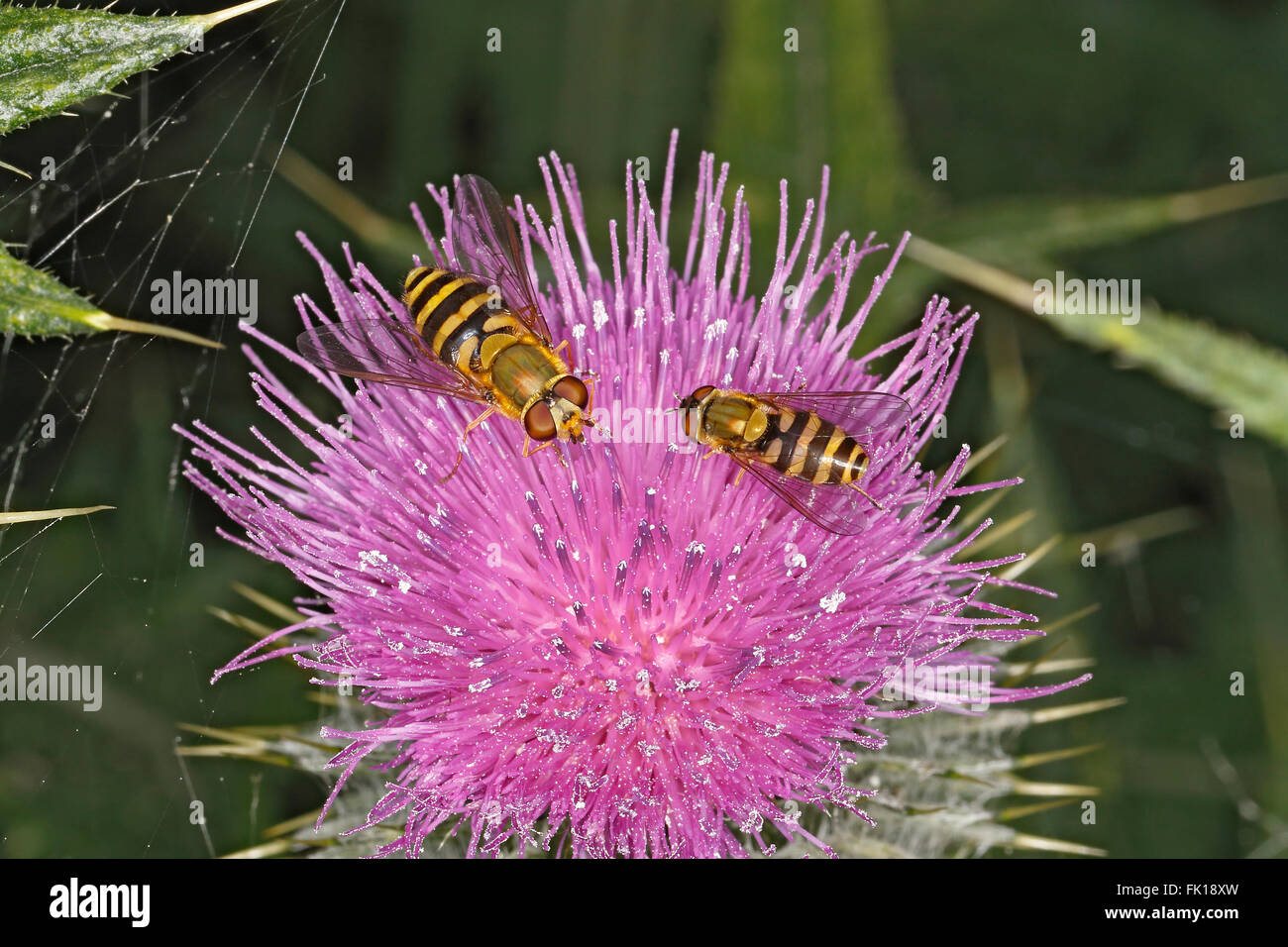 Hoverflies (Syrphus species) on Thistle flower at edge of farm field