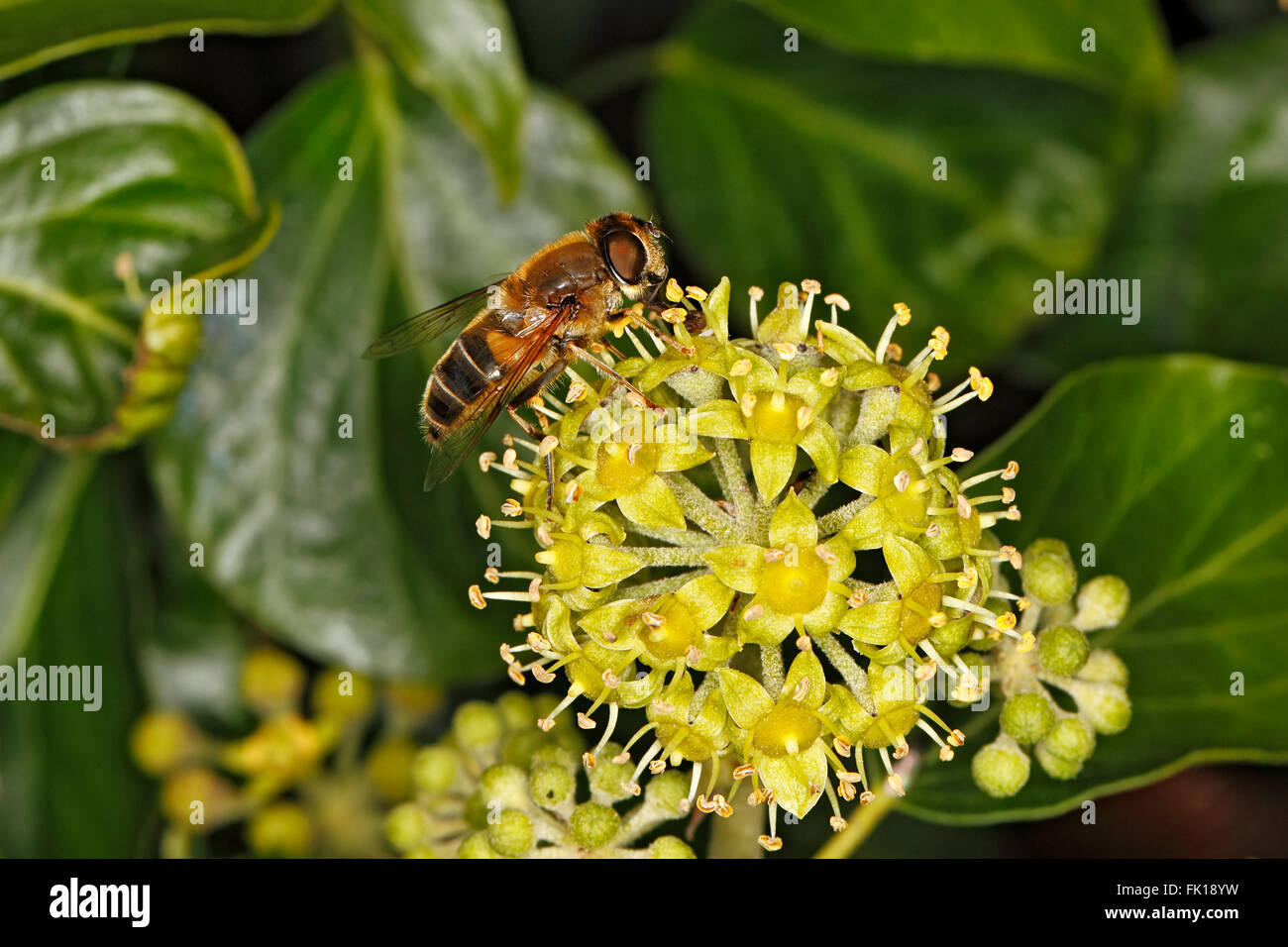 Hoverfly (Eristalis species) feeding on Ivy (Hedera helix) flower growing on wall Cheshire UK September 3743 Stock Photo