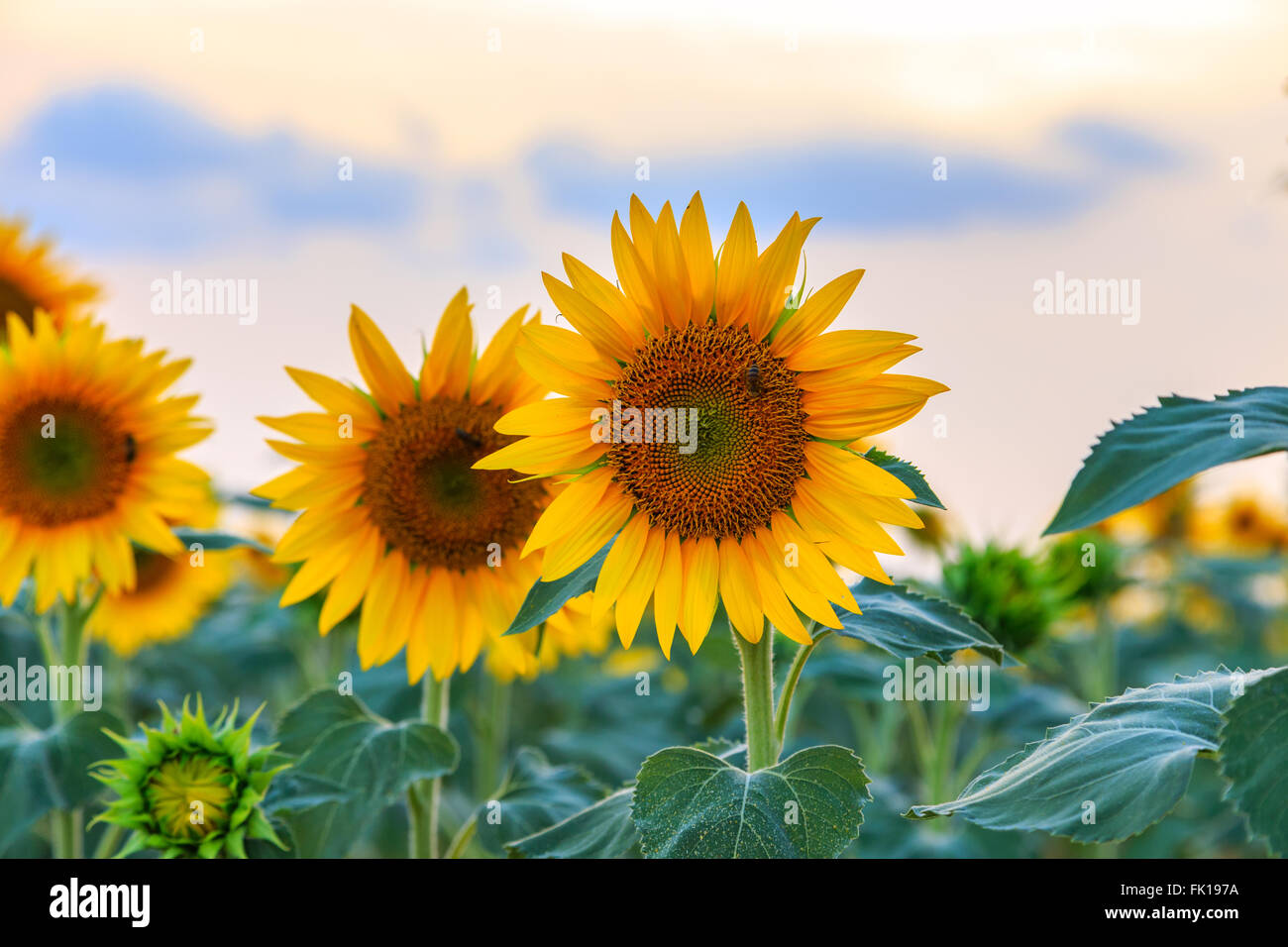 Sunlight france field hi-res stock photography and images - Alamy