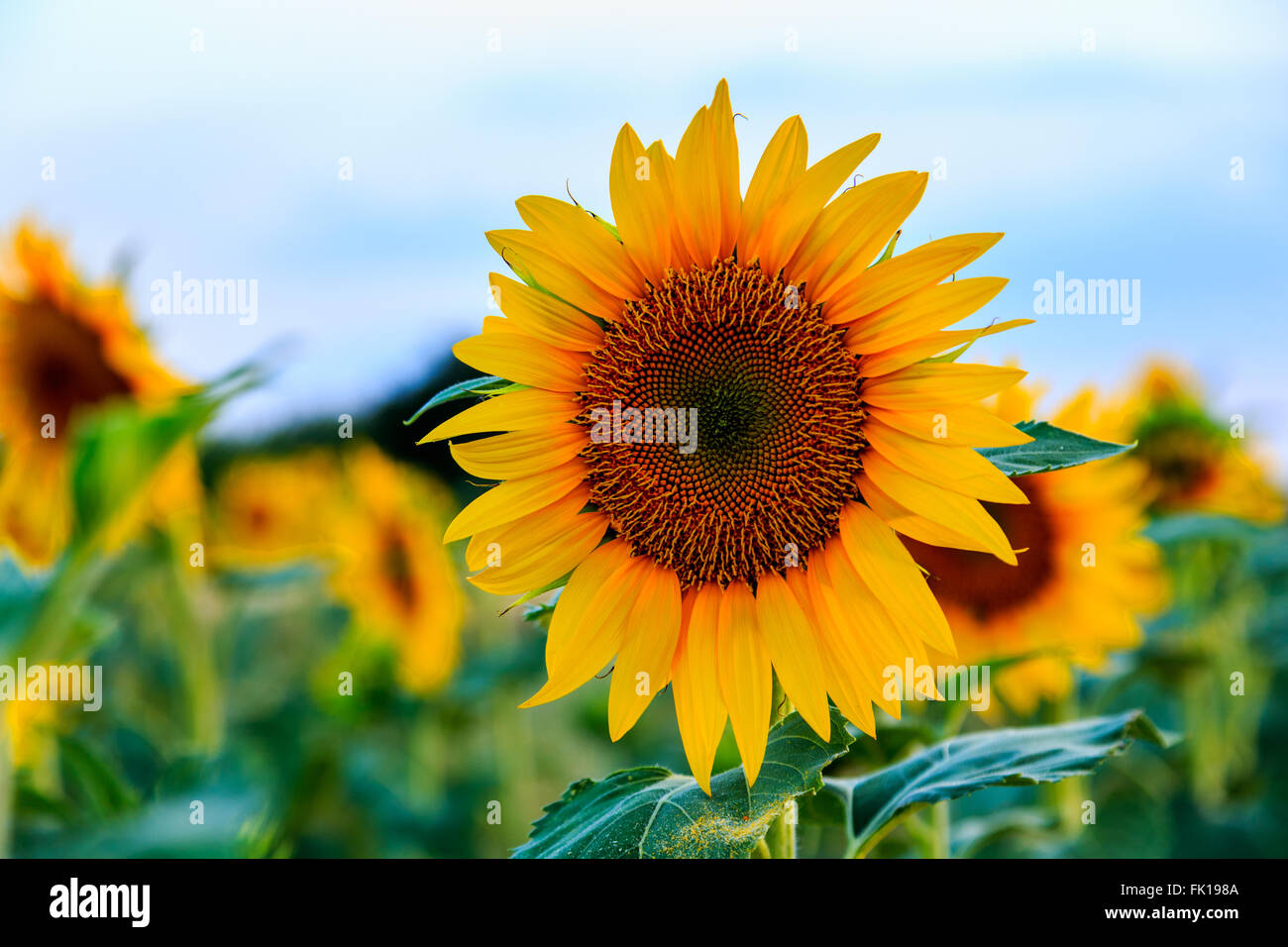 Sunlight france field hi-res stock photography and images - Alamy