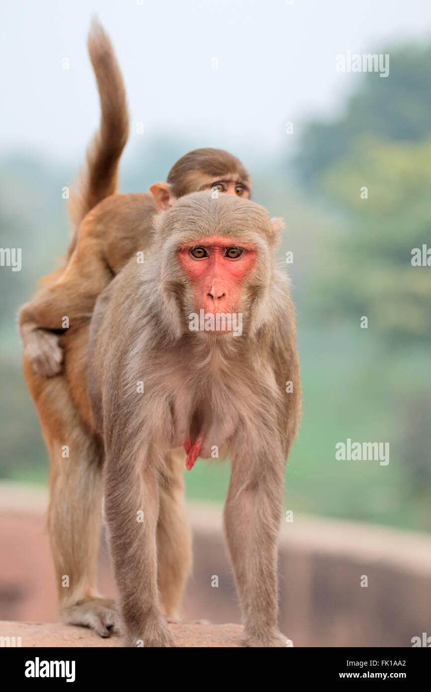 Rhesus macaque monkeys (Macaca mulatta) on the walls of the Agra Fort, India Stock Photo