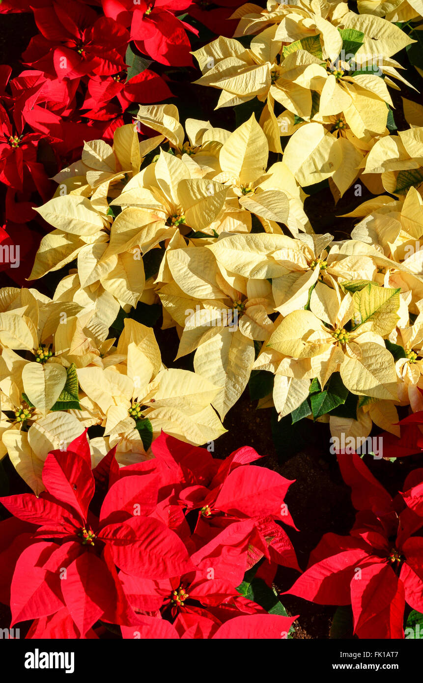 Red and white poinsettias plants Stock Photo