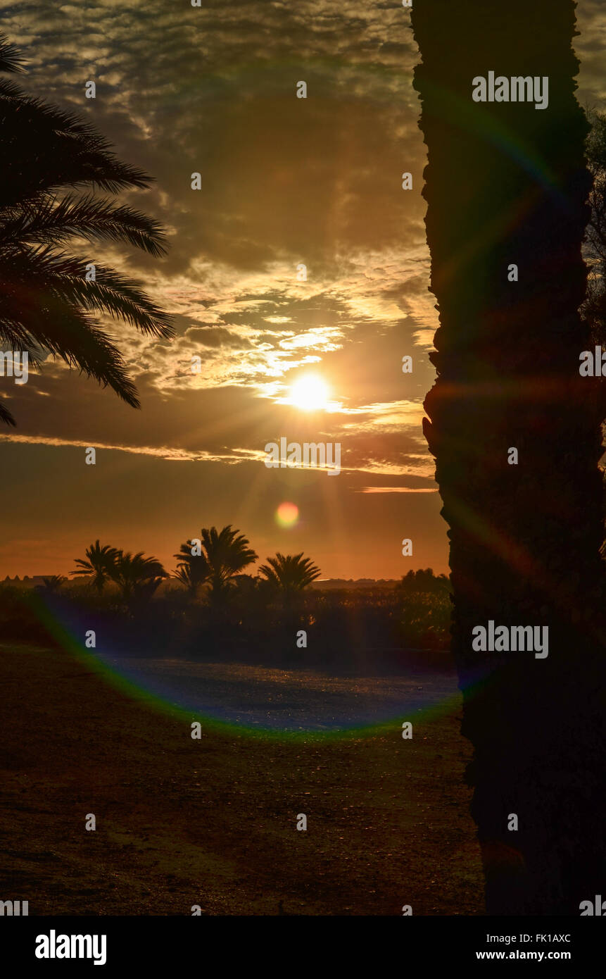 Sunsetting through the trees Stock Photo - Alamy