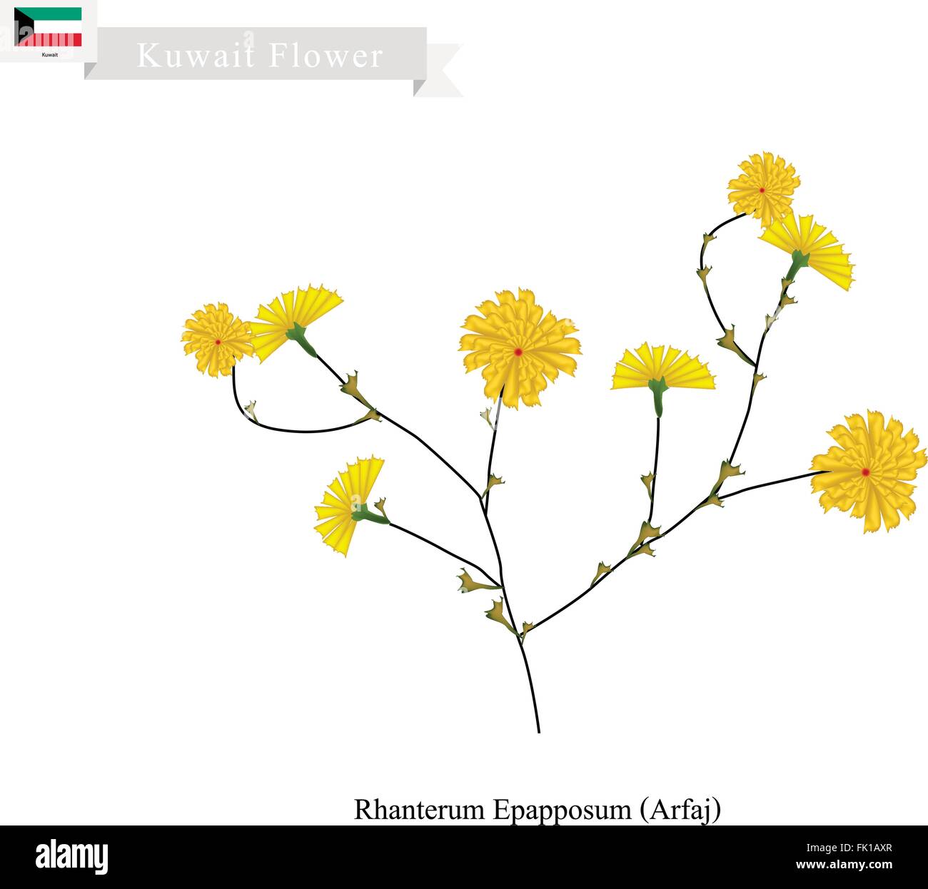 Kuwait Flower, Illustration of Yellow Rhanterum Epapposum or Arfaj. One