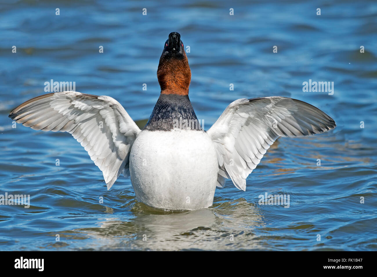 Male Canvasback Duck Displaying Wings Stock Photo Alamy