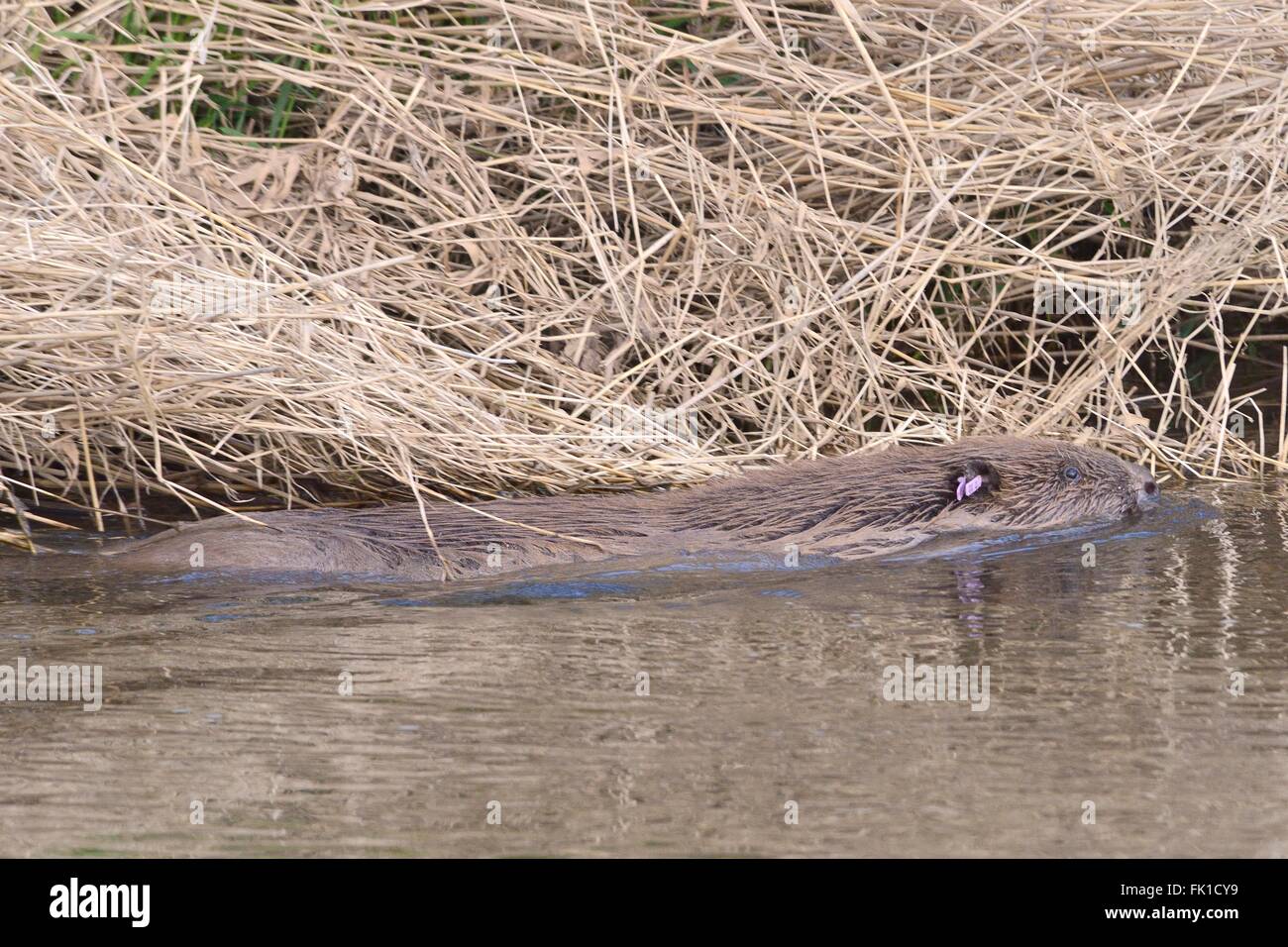 Eurasian beaver (Castor fiber) swimming in the River Otter after being checked for diseases and released back to its territory. Stock Photo