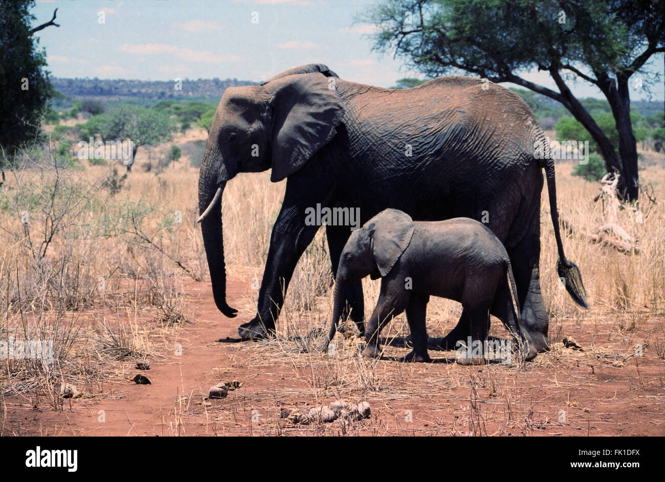 A Mother And Baby Elephant Walking Through The Bush In The Tarangire Stock Photo Alamy