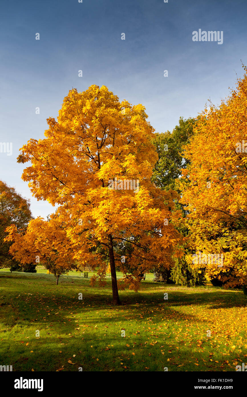 Brilliant autumn colours of the hickory tree (Carya ovata) in the Sir