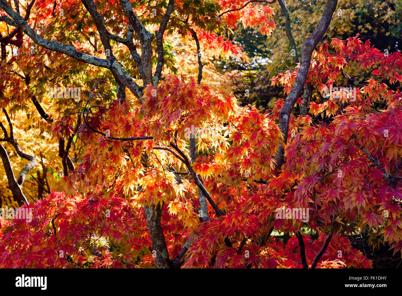 Brilliant autumn colours of Acer palmatum trees in the Sir Harold