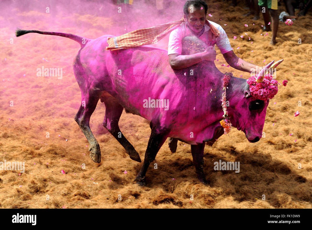 sangam period high resolution stock photography and images alamy https www alamy com stock photo jallikattu taming the bull is a 2000 year old sport in tamilnaduindiait 97763157 html