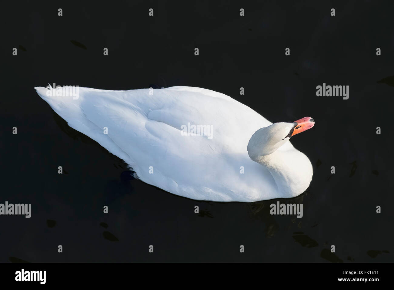 White swan taken from above on dark water surface. Stock Photo