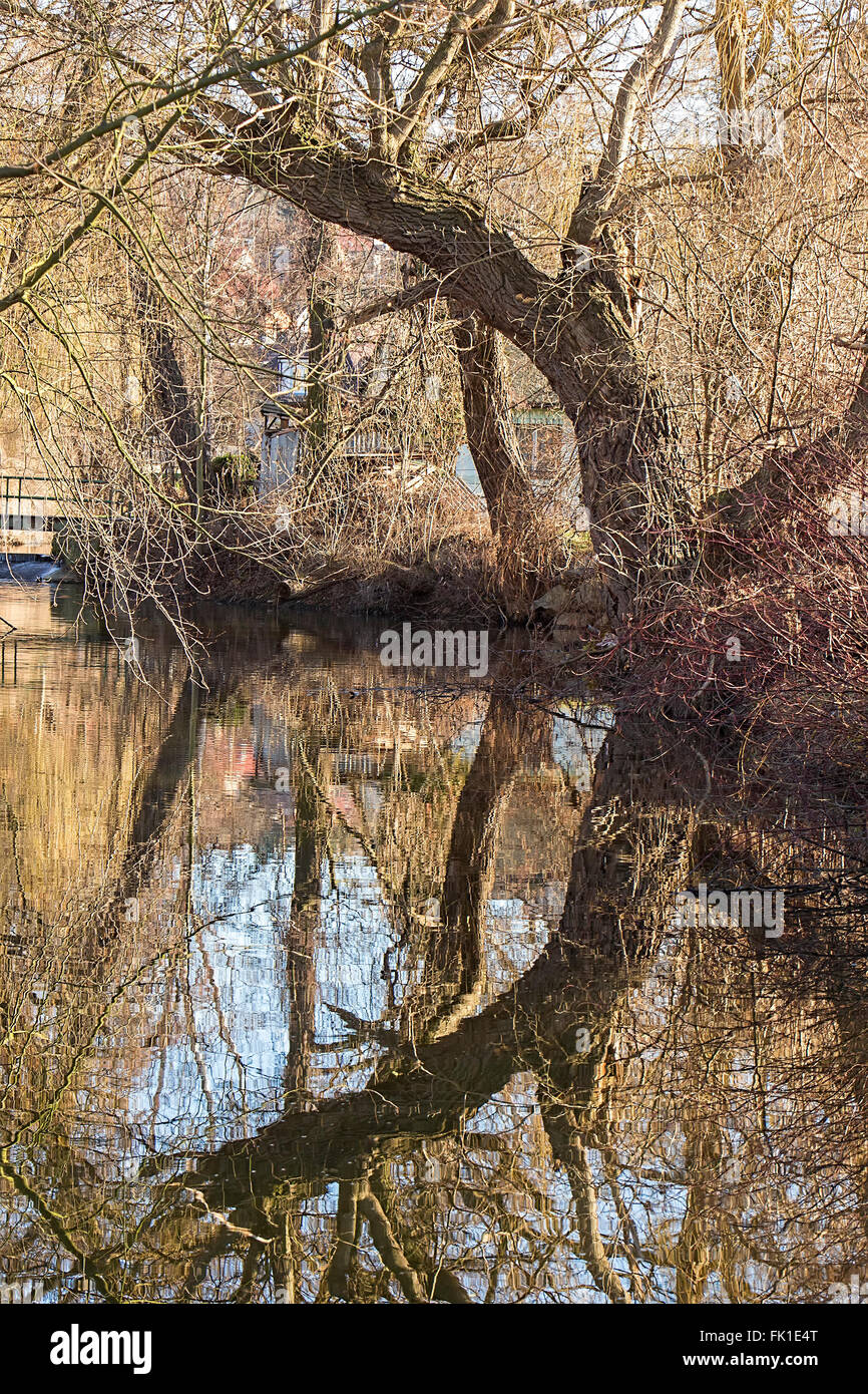 Old tree on the bank of a brook with reflection on water surface Stock Photo