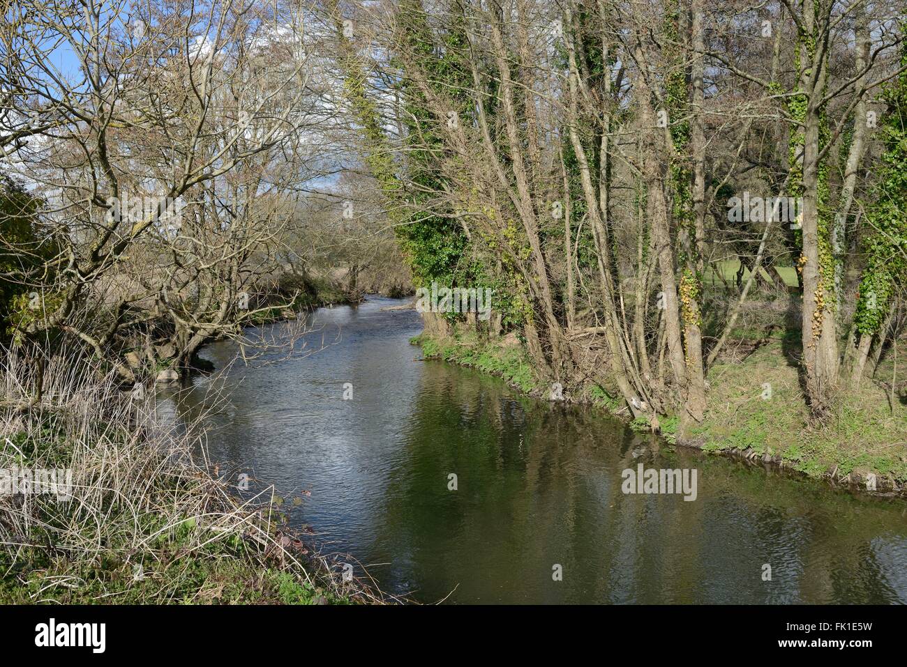 A bend in the River Otter, near Otterton, Devon, UK, March. Stock Photo