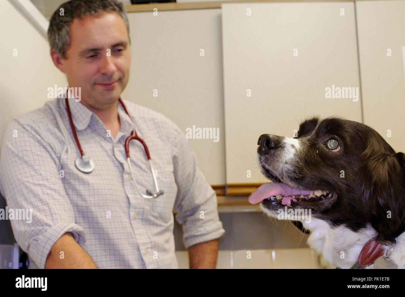 Veterinary surgery england hires stock photography and images Alamy
