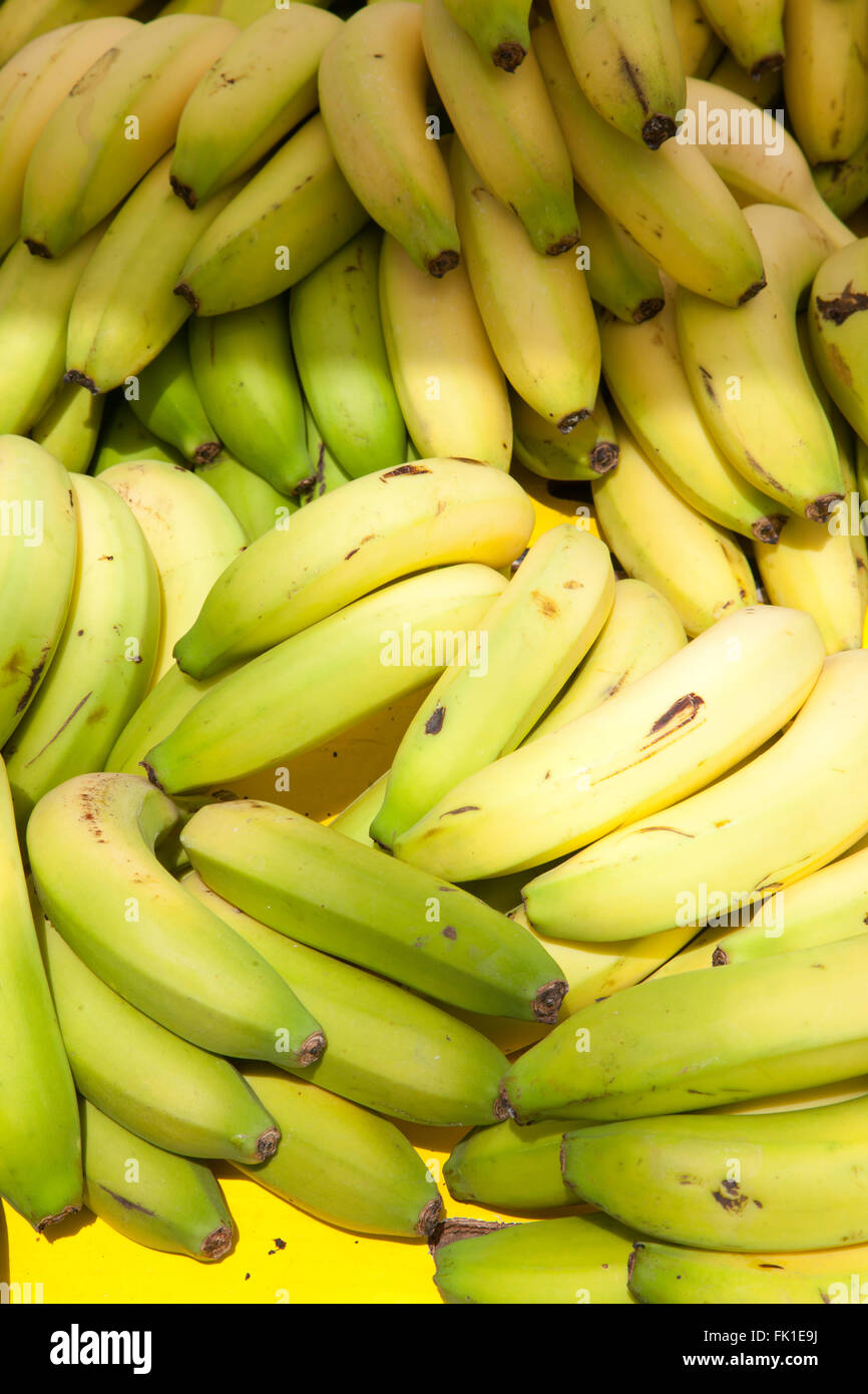 Banana Fresh Yellow Ripe Bananas Fruit Kela Banana-fruit Bunch Heap  Cavendish Musa Tropical Organic Food Closeup View Image Photo Stock Image -  Image of genus, musa: 259036975