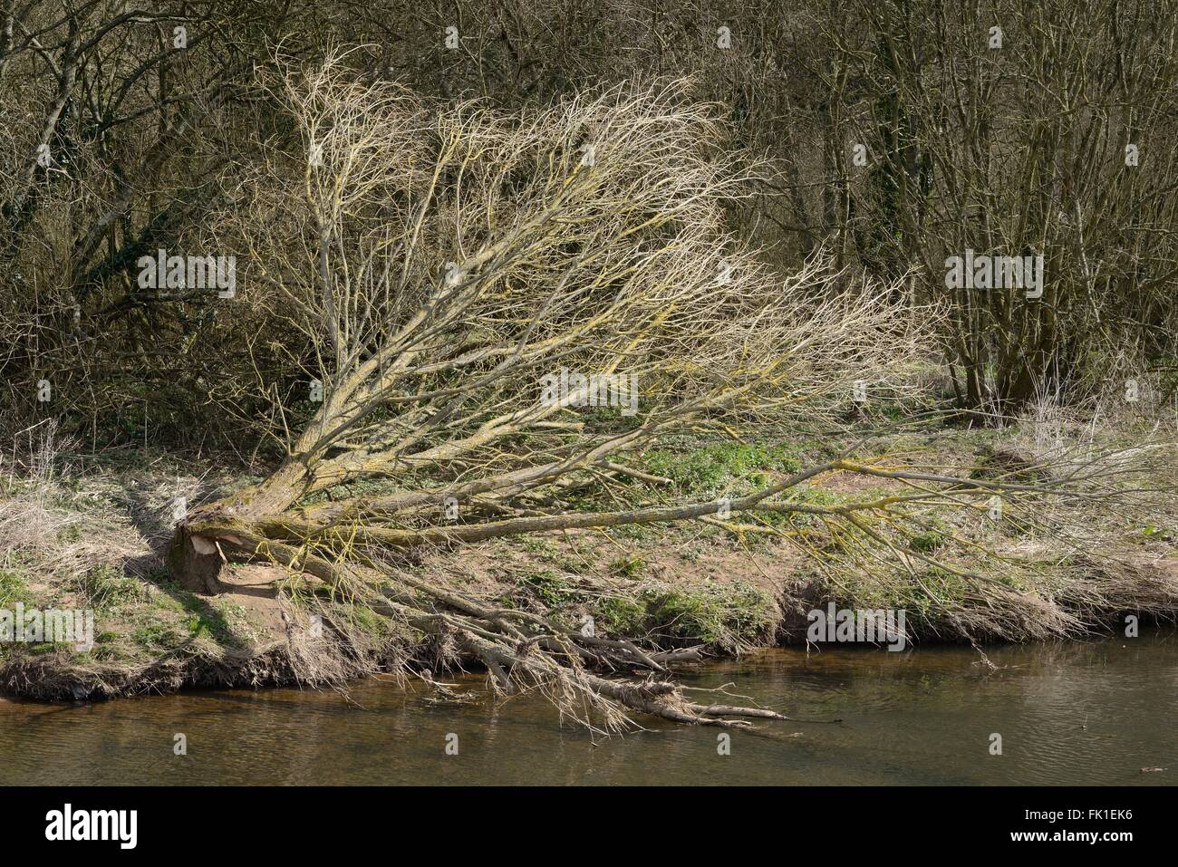 Willow tree (Salix sp.) felled by Eurasian beavers (Castor fiber) on the banks of the River Otter, Devon, UK, March. Stock Photo