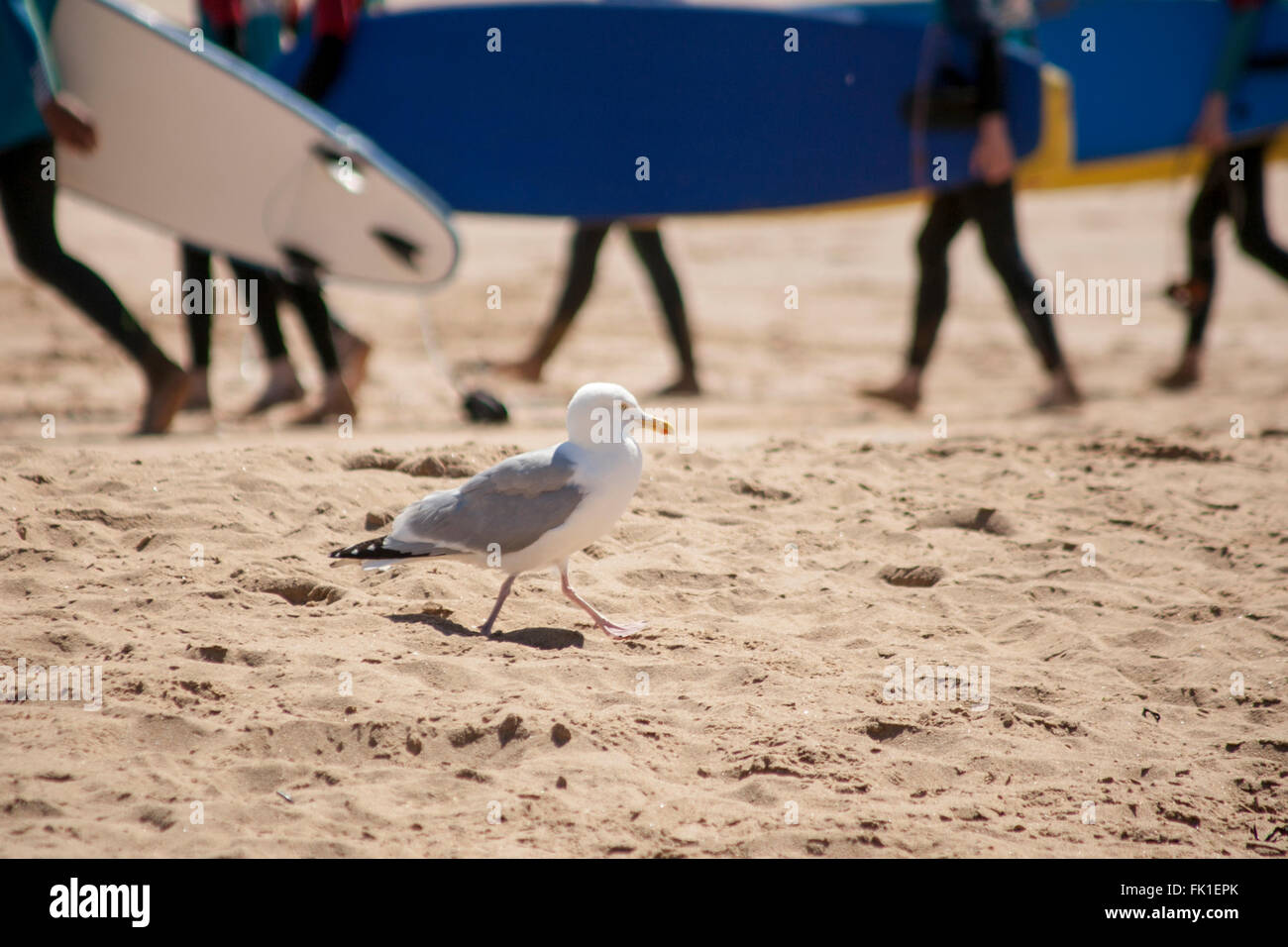 Seagull walking on the sand as Surfer head in the opposite direction Stock Photo