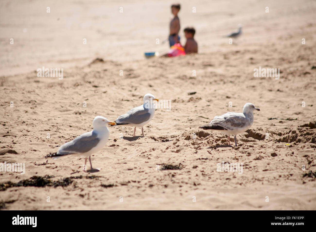 Three Seagulls on a beach in Essex Stock Photo