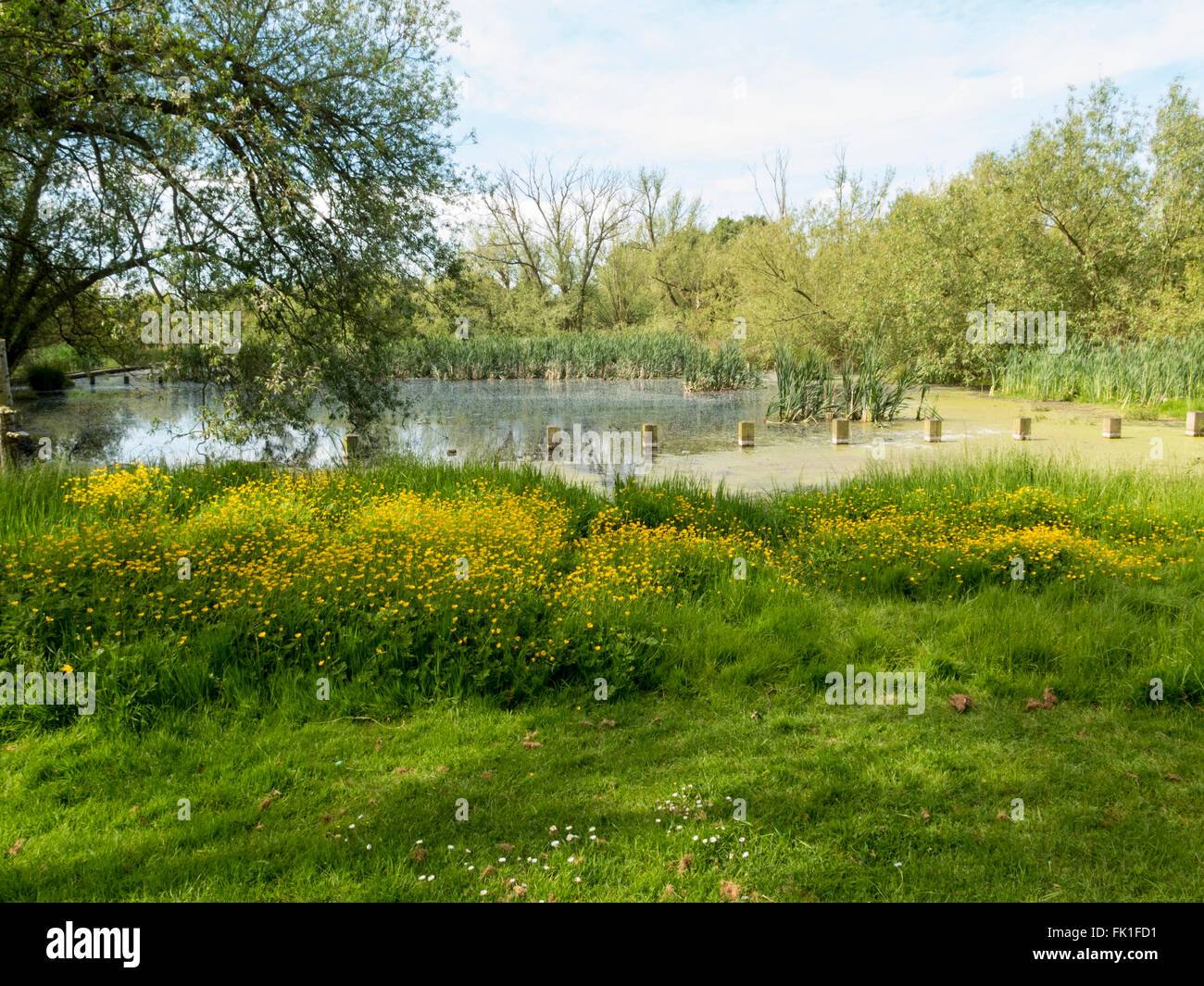 Lea Valley Country Park, Broxbourne Meads Stock Photo