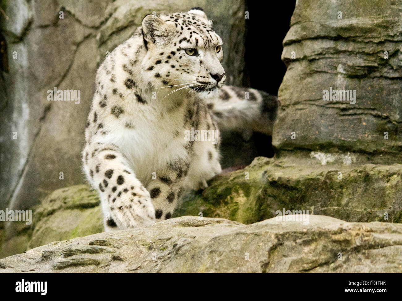 Snow leopard leaving den. Captive animal enclosure at Marwell zoo. Taken from below  in landscape format. Conservation breeding. Had recent new cubs. Stock Photo