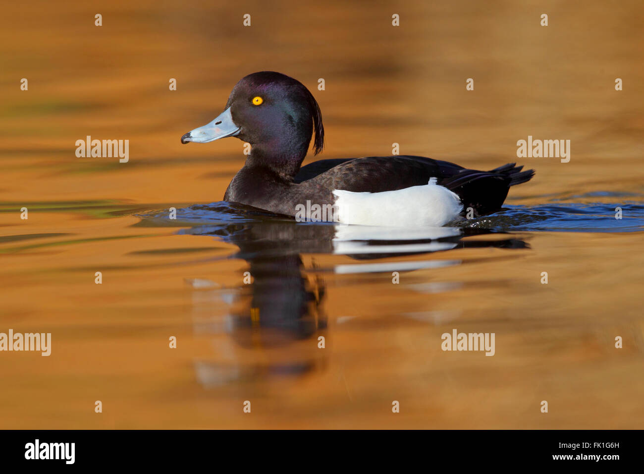 Drake Tufted Duck Aythya fuligula on an English lake Stock Photo