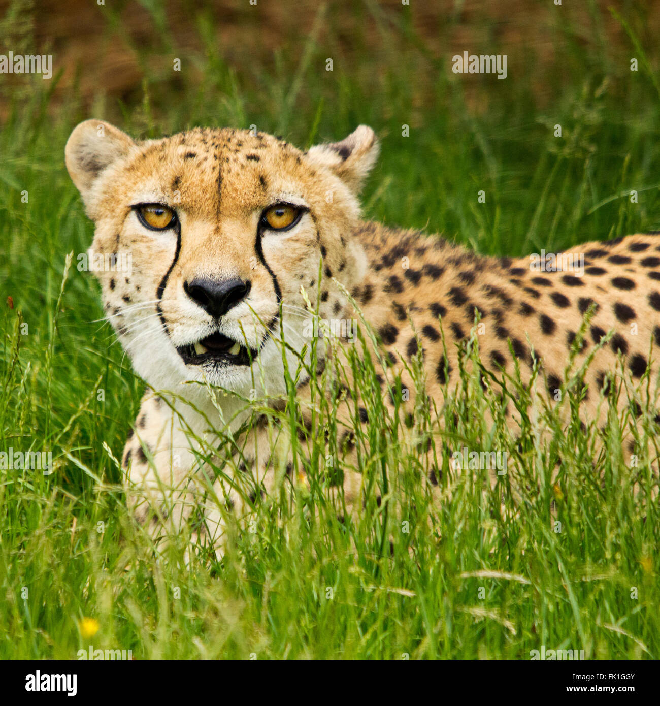 Cheater animal hi res stock photography and images Alamy