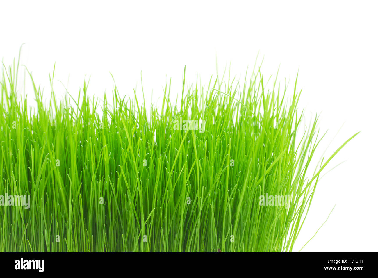 Fresh green grass Stock Photo - Alamy