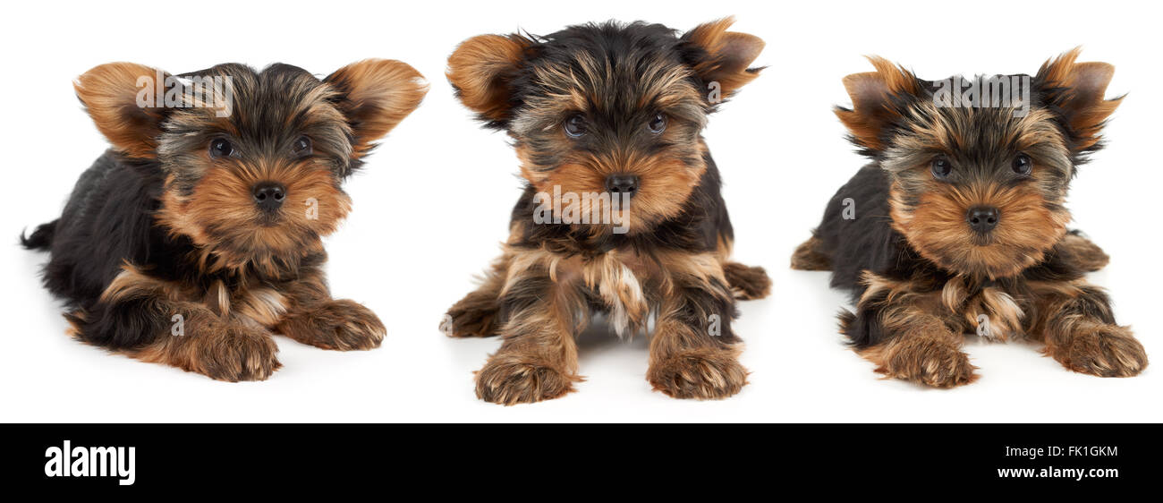 Do Yorkie Puppies Get Their Ears Clipped