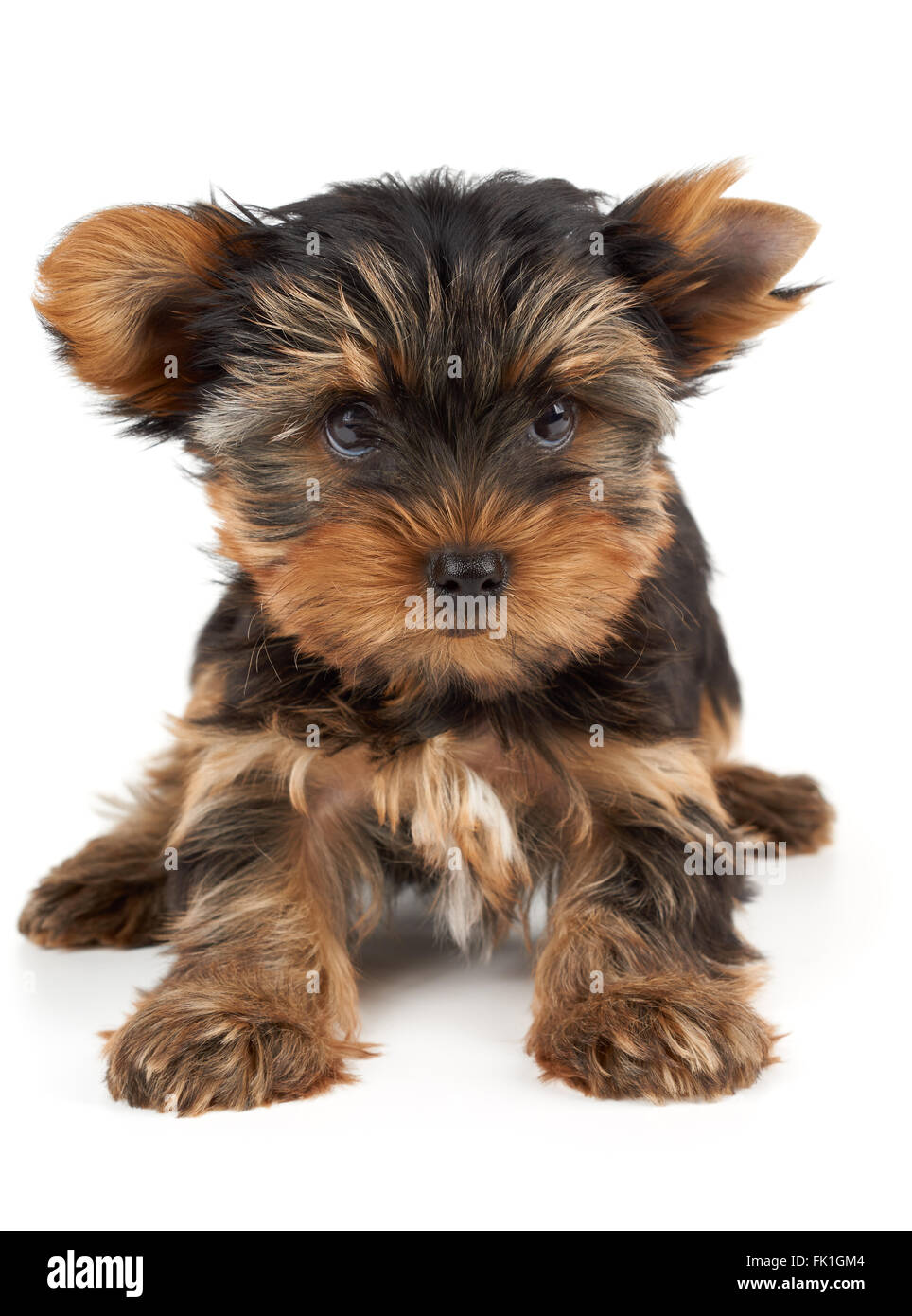 One puppy of the Yorkshire Terrier with haircut on one ear Stock Photo