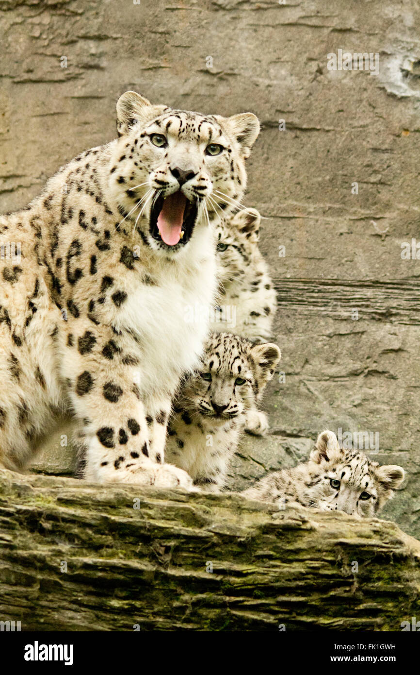 Snow leopard with three cubs warning viewer. White big cat with black markings. Portrait format. Captured bred animal enclosure at marwell zoo. Stock Photo