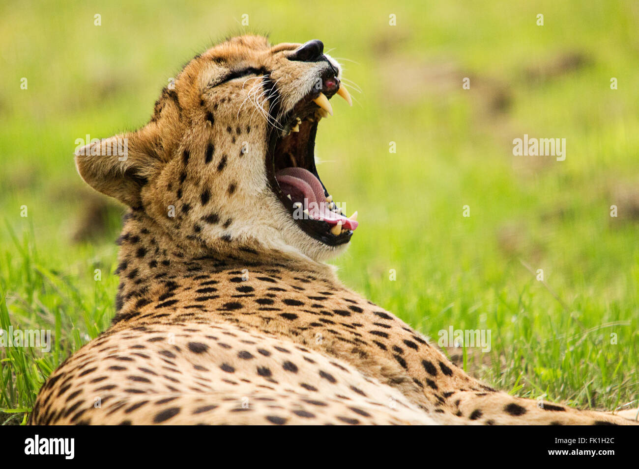 Cheater lying on grass head up yawning showing teeth. Big cat resting in Landscape format. Long wavy tongue and closed eyes. Soft focus background. Stock Photo