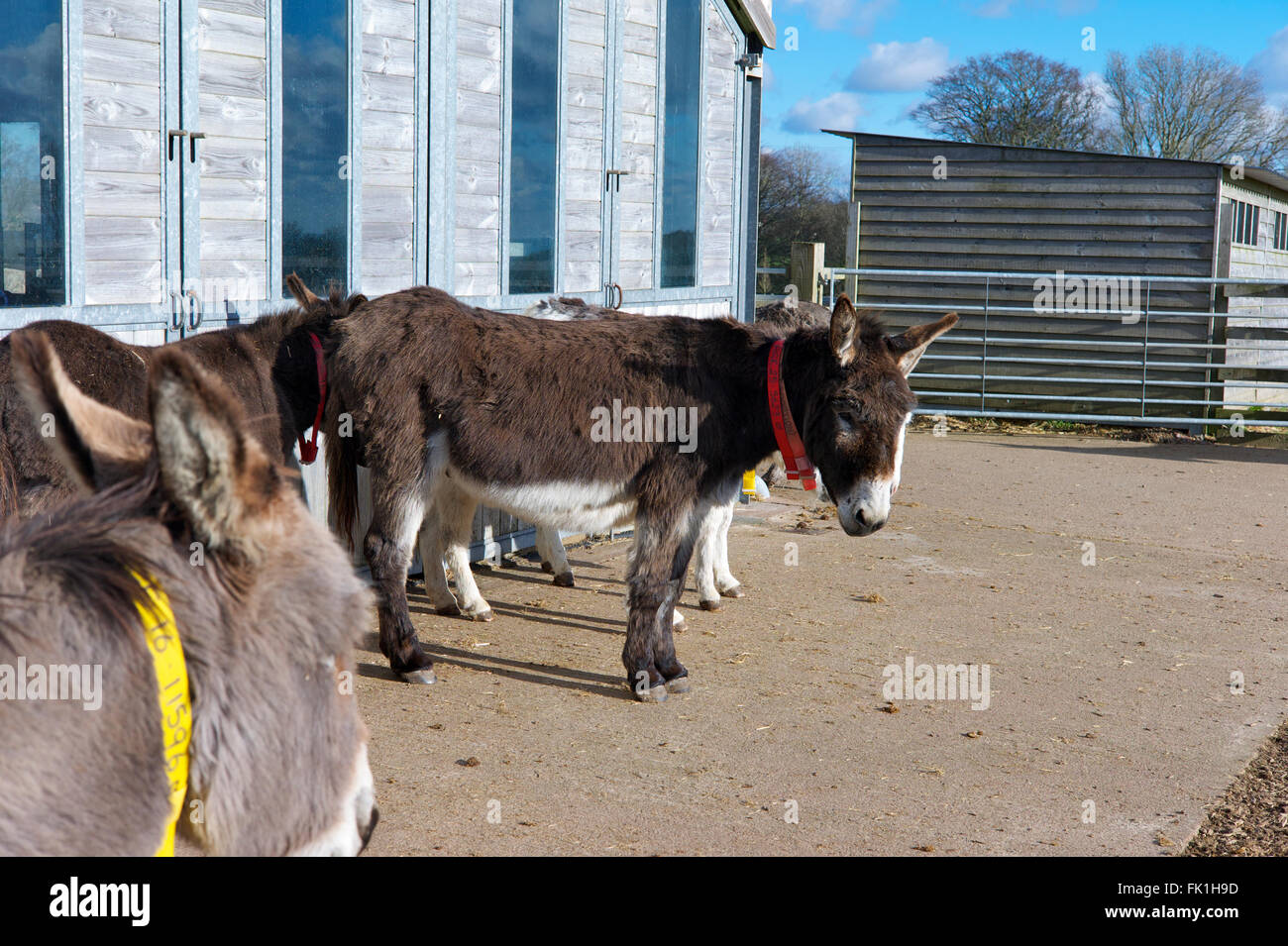 Donkeys at the Donkey Sanctuary, Sidmouth, Devon UK Stock Photo Alamy