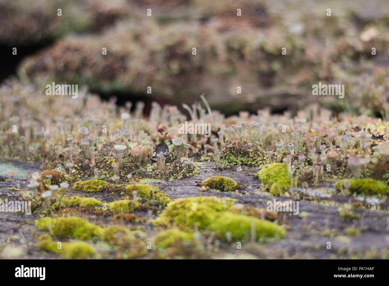 Moss growing on old wooden plank Stock Photo Alamy