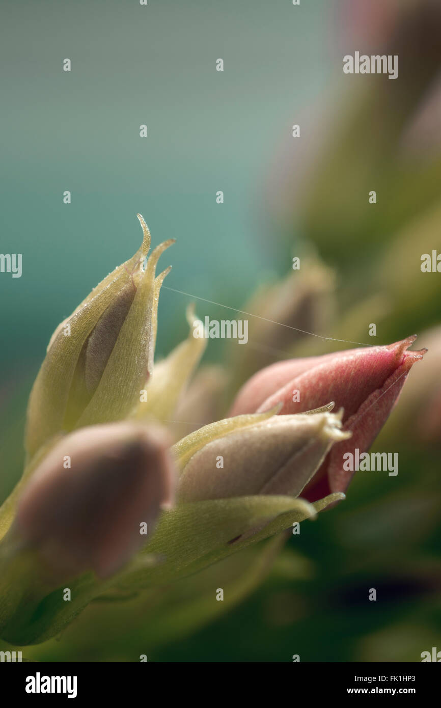 Opening flower buds of Agapanthus Stock Photo Alamy