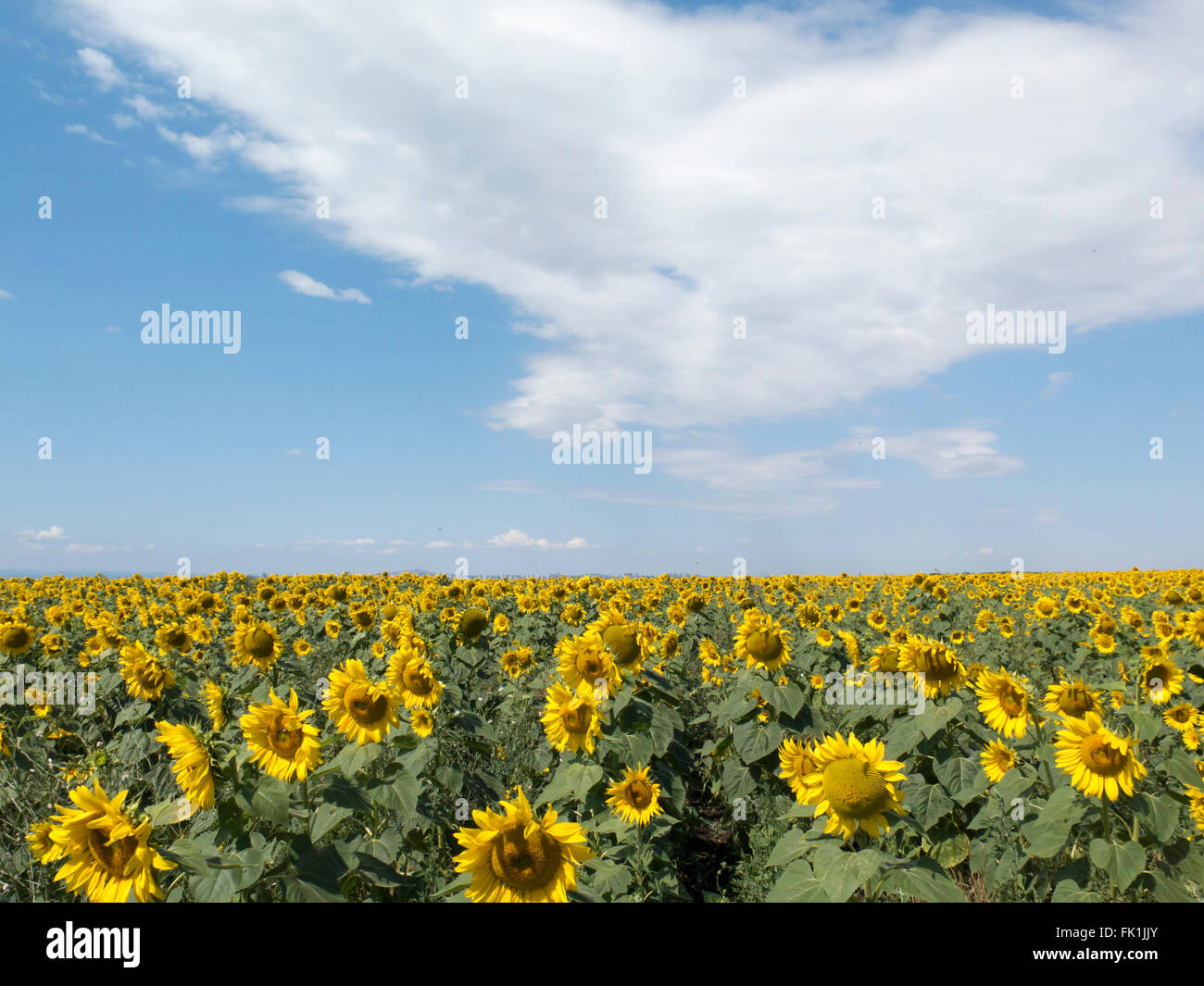 field of sunflowers under a blue sky with clouds Stock Photo - Alamy