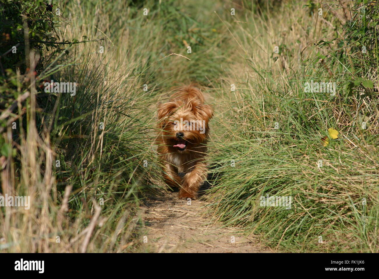Yorkshire terrier cross hires stock photography and images Alamy