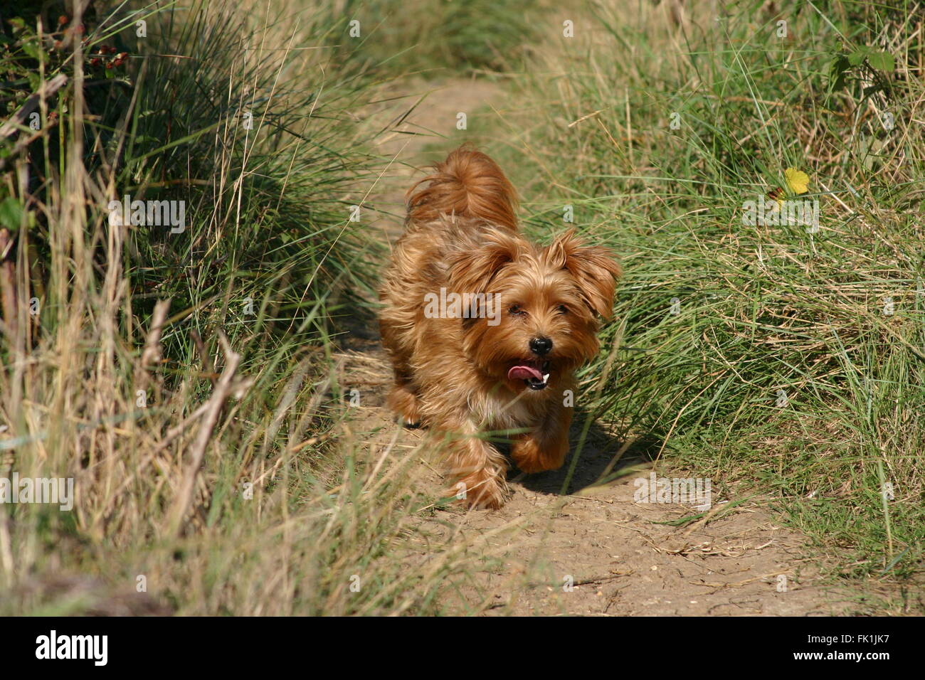 Yorkie apso best sale puppies