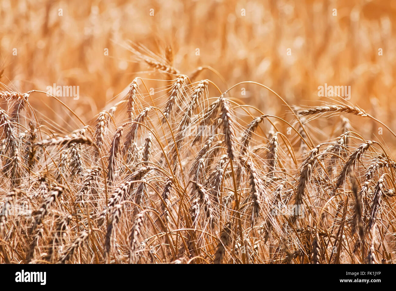 field of Golden rye ears of ripe agriculture wheat ripe summer autumn ...