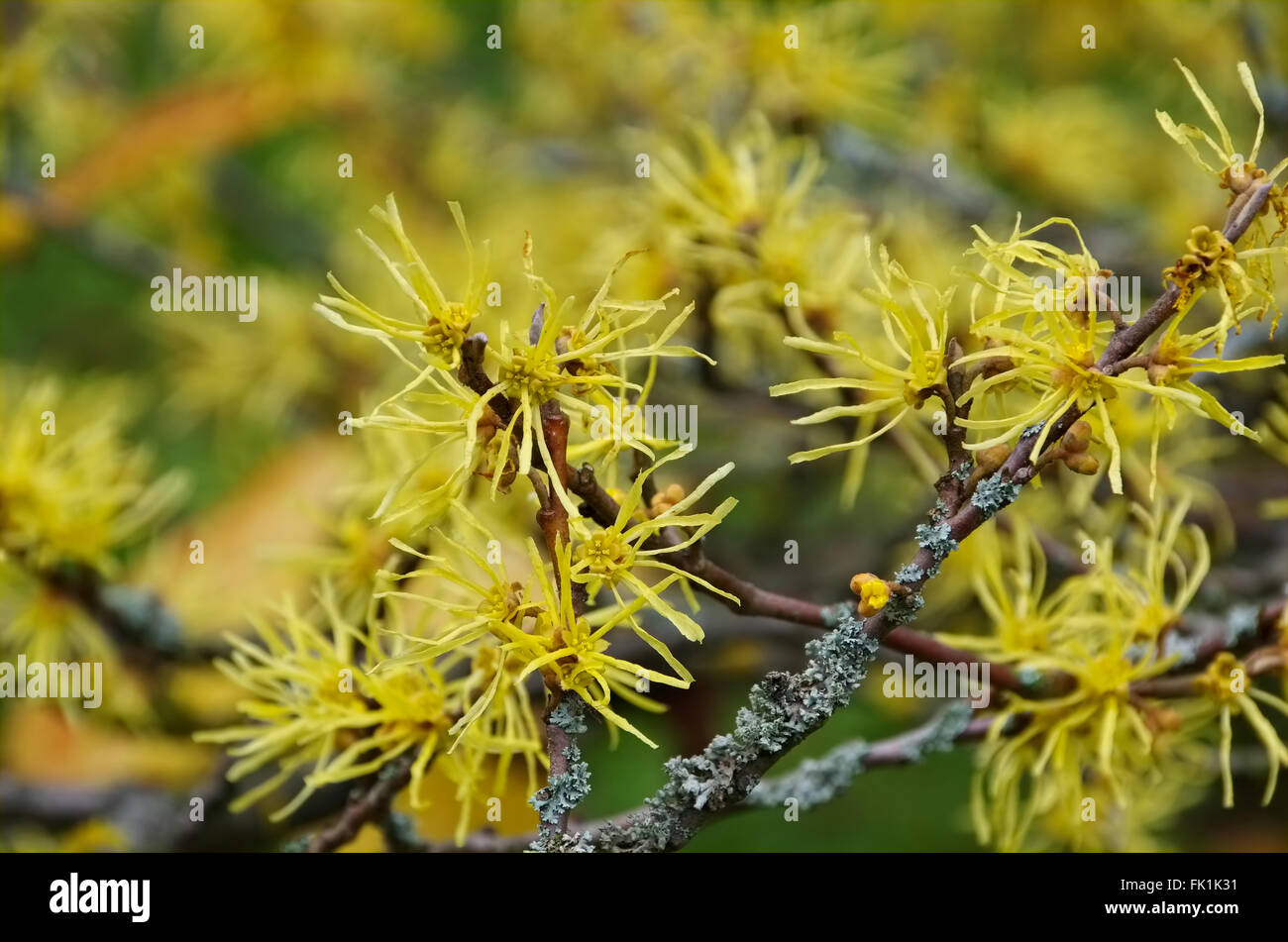 Hamamelis virginiana blüht im Herbst - Hamamelis virginiana is blooming in fall Stock Photo