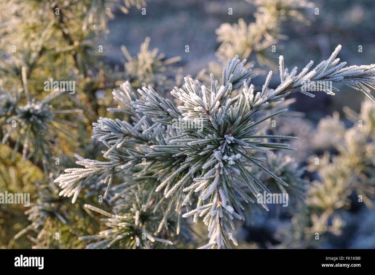 Kiefernzweig mit Raureif im Winter - pine twig with hoarfrost in winter Stock Photo