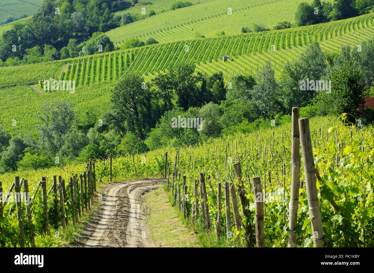 Langhe Weinberge - langhe vineyards 04 Stock Photo